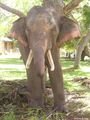 A chained elephant - Dewundara