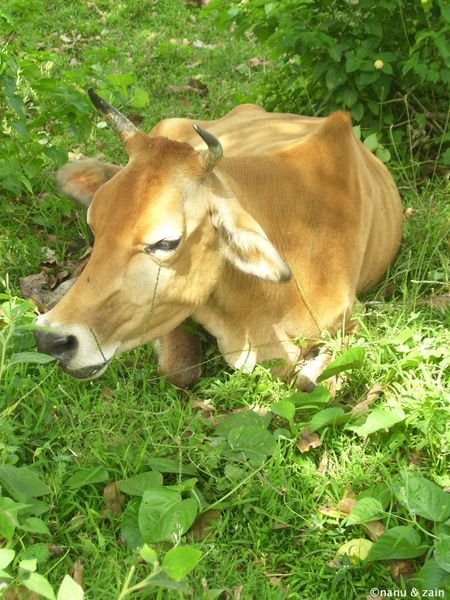 A peaceful cow - Galle