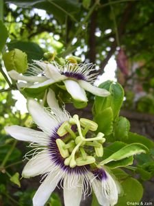 Passion Fruit flowers - Galle