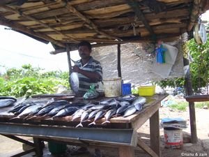 Fish seller - Galle