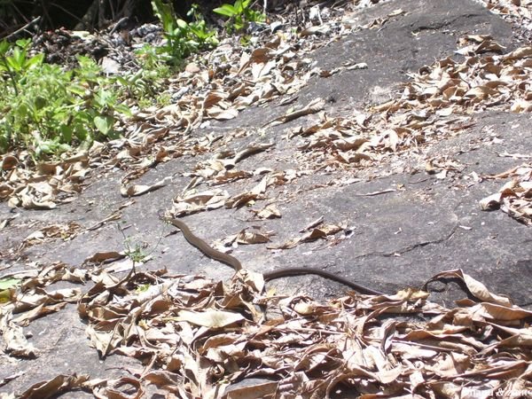 Hidden snake under dried leaves - Mulkirigala viharaya