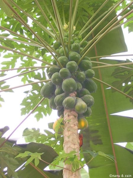 Papaya tree with fruits