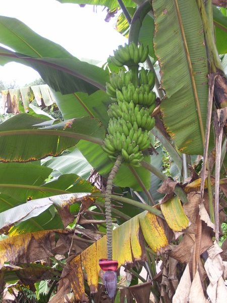 Banana tree with fruits