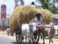 Travelling with ox cart - Kalmunai