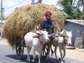 Travelling with ox cart - Kalmunai