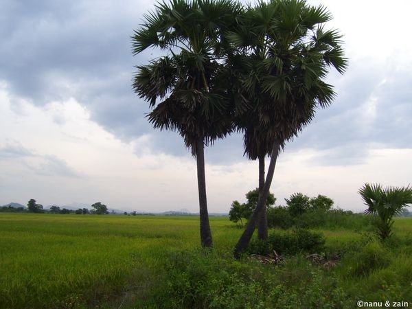 Countryside on the way to Arugam Bay