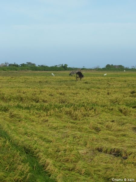 Rice field - Arugam Bay