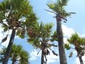 Palm trees & Blue sky - Arugam Bay