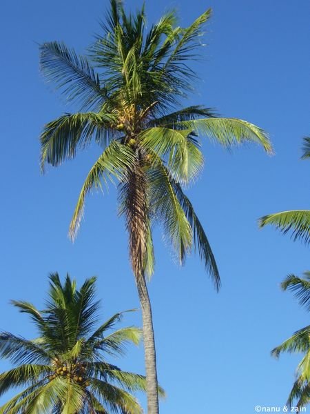 Coconut trees & Blue sky over Pottuvil Point