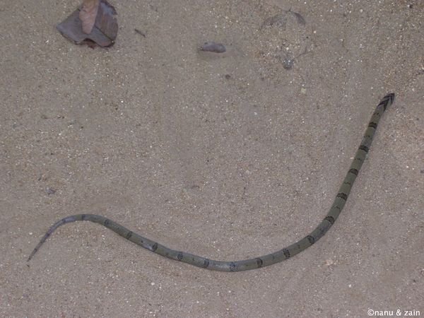 A sand snake in the garden of Magul Maha Viharaya - Pottuvil