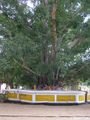 A bodhi tree - Degavapiya