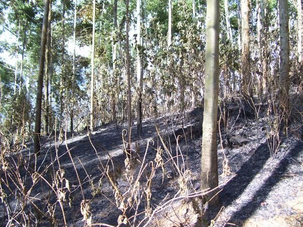 Burnt forest - Ella