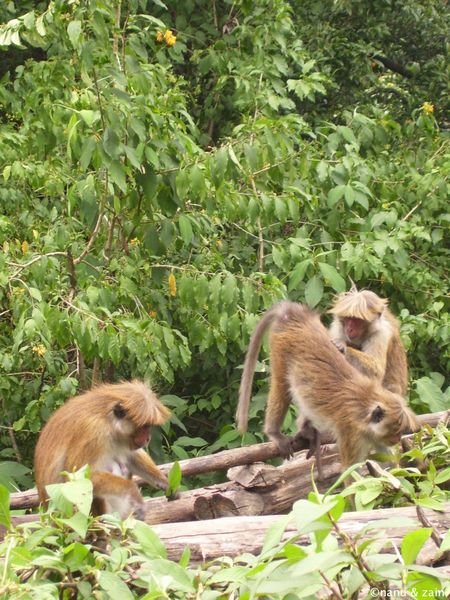 Monkeys in front of Hakgala Botanical Garden - Nuwara Eliya