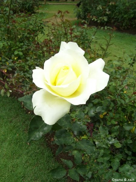 Rose - Hakgala Botanical Garden - Nuwara Eliya