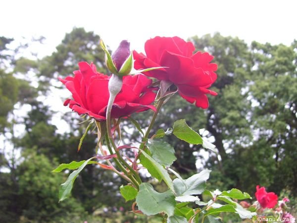 Roses - Hakgala Botanical Garden - Nuwara Eliya