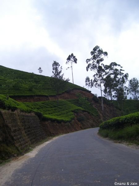 The road through tea plantations - Nuwara Eliya