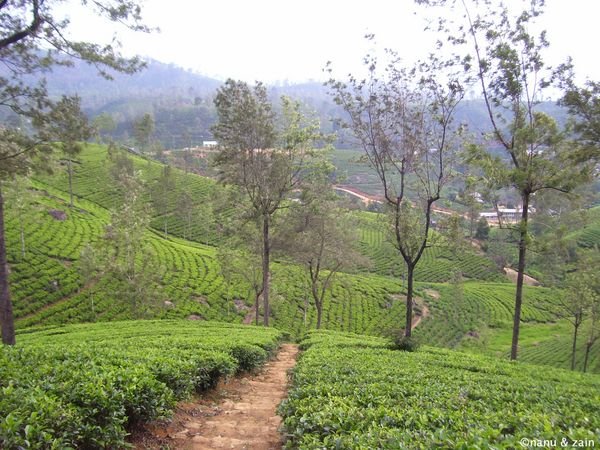Tea plantation - Nuwara Eliya