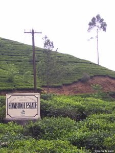Tea plantation - Nuwara Eliya