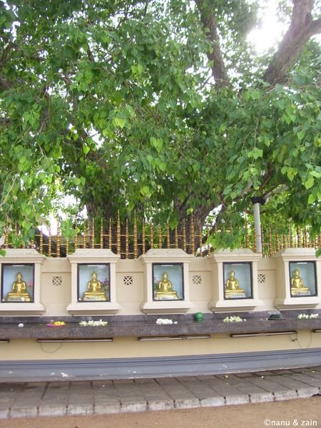 Bodhi tree - Kalutara Bodiya
