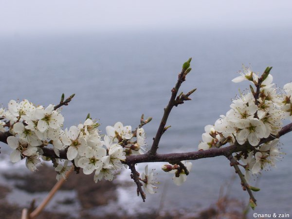 Blossom by the coast