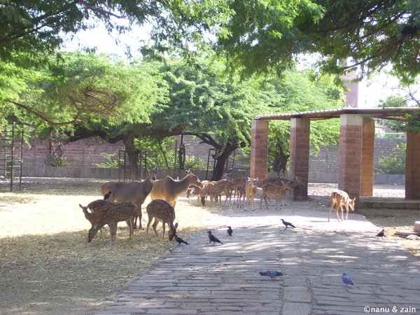 Deer at Jodhpur Zoo