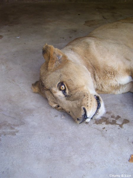 A sick lioness at Jodhpur Zoo