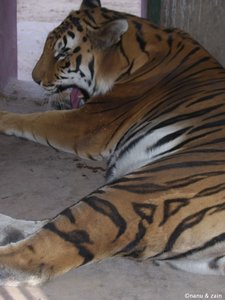 tiger safari jodhpur