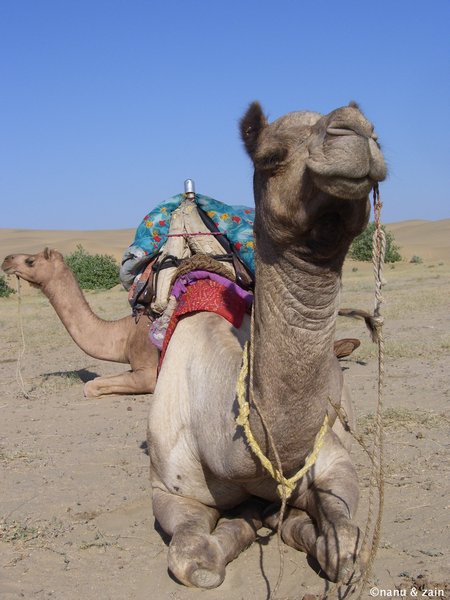 Camels on Thar