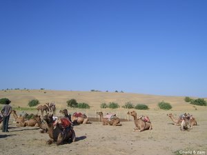 Camels on Thar