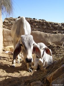 Livestock - Thar