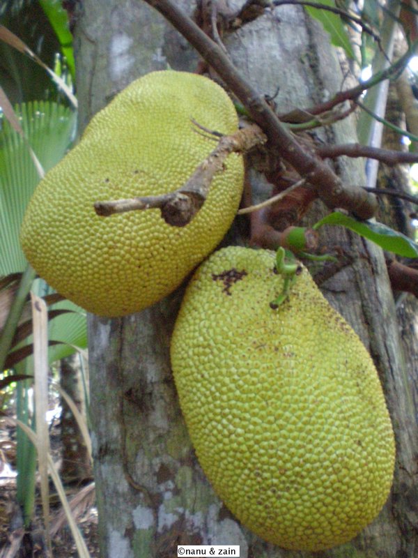 A close up - Jack fruts - Vallée de Mai