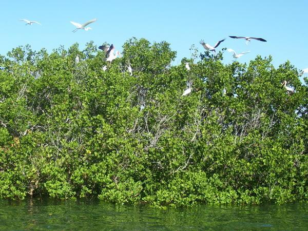 Mangroves in the Querimba Archipelago