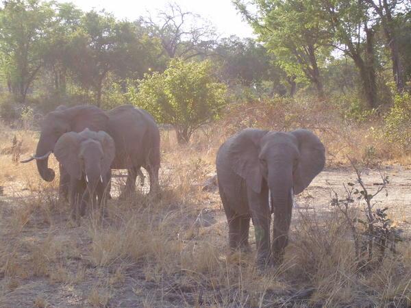 And more elephants