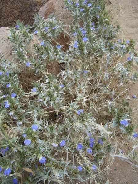 Desert Flowers - Brandberg