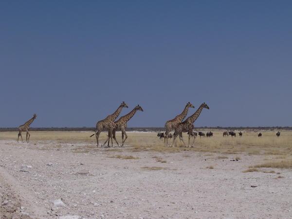 Giraffes - Etosha National Park