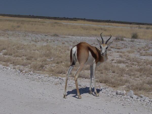 Impala- Etosha National Park