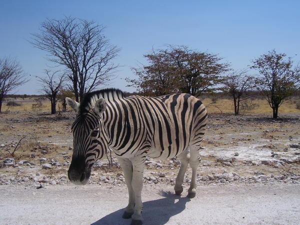 A Zebra - Etosha National Park