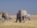 Elephants - Etosha National Park