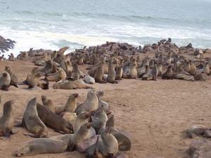 Seal Reserve - Cape Cross