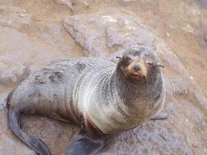A Smelly Seal - Seal Reserve - Cape Cross