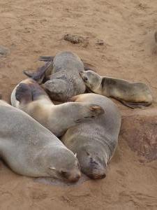 Lazy Seals - Cape Cross