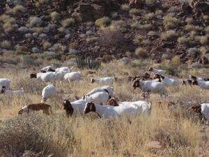 A Herd Of Goats 