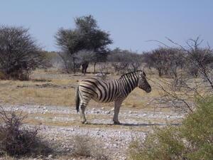 Zebra - Etosha national