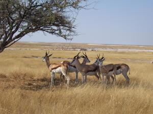 Impalas- Etosha national