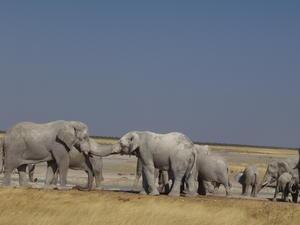 Elephants - Etosha national