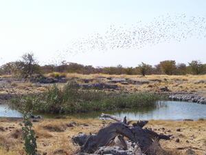 Hundreds Of Birds - Etosha National Park