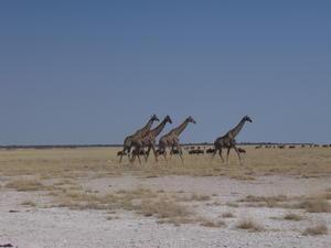 Giraffes - Etosha National Park