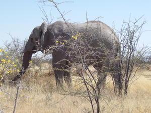 A Bit Too Close- Etosha National Park