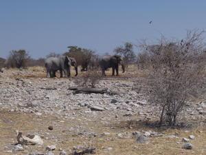 Elephants At A Water Hole - Etosha National Park
