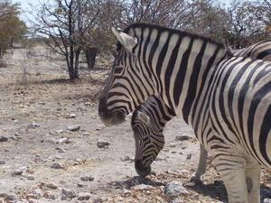 Zebras - Etosha National Park